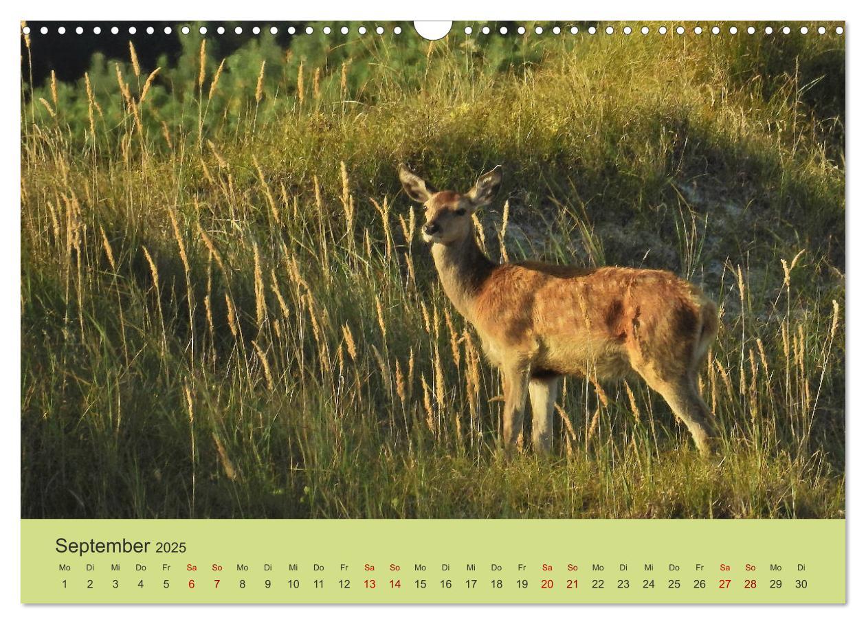 Bild: 9783435391455 | Küsten Hirsche - Rotwild auf dem Darß (Wandkalender 2025 DIN A3...