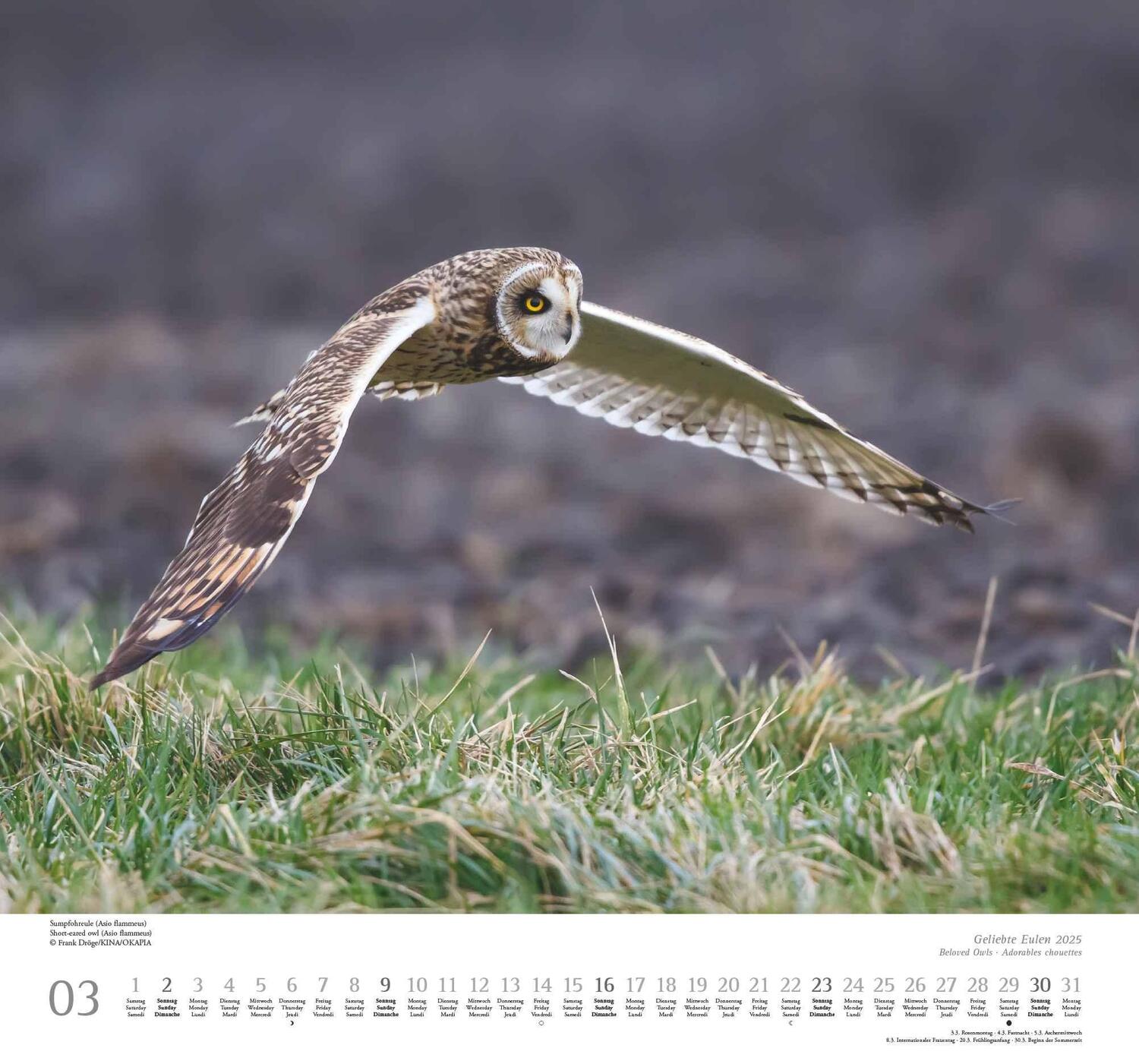 Bild: 4250809653358 | Geliebte Eulen 2025 - DUMONT Wandkalender - mit den wichtigsten...