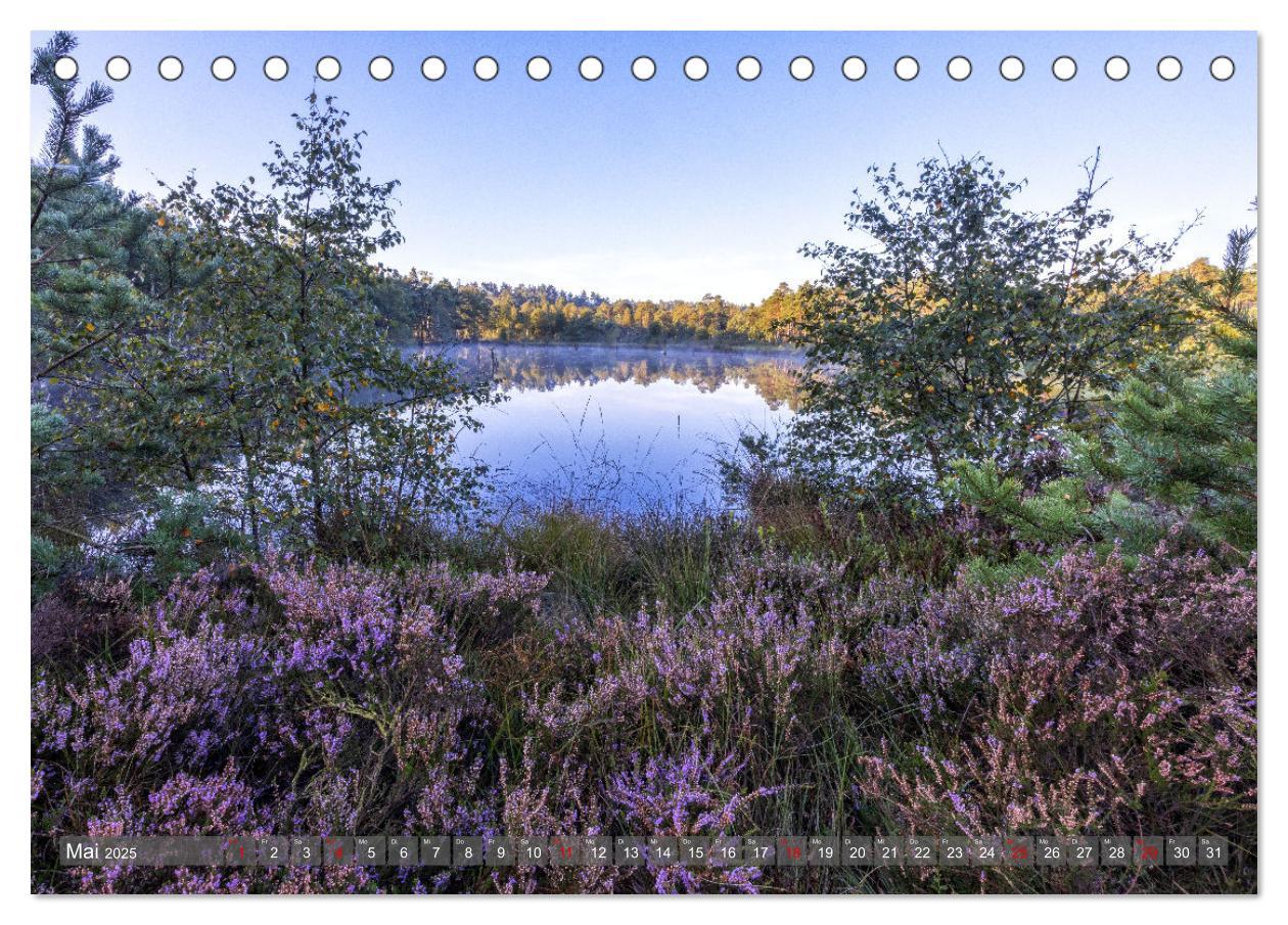 Bild: 9783383853005 | Die Lüneburger Heide - In voller Blüte (Tischkalender 2025 DIN A5...