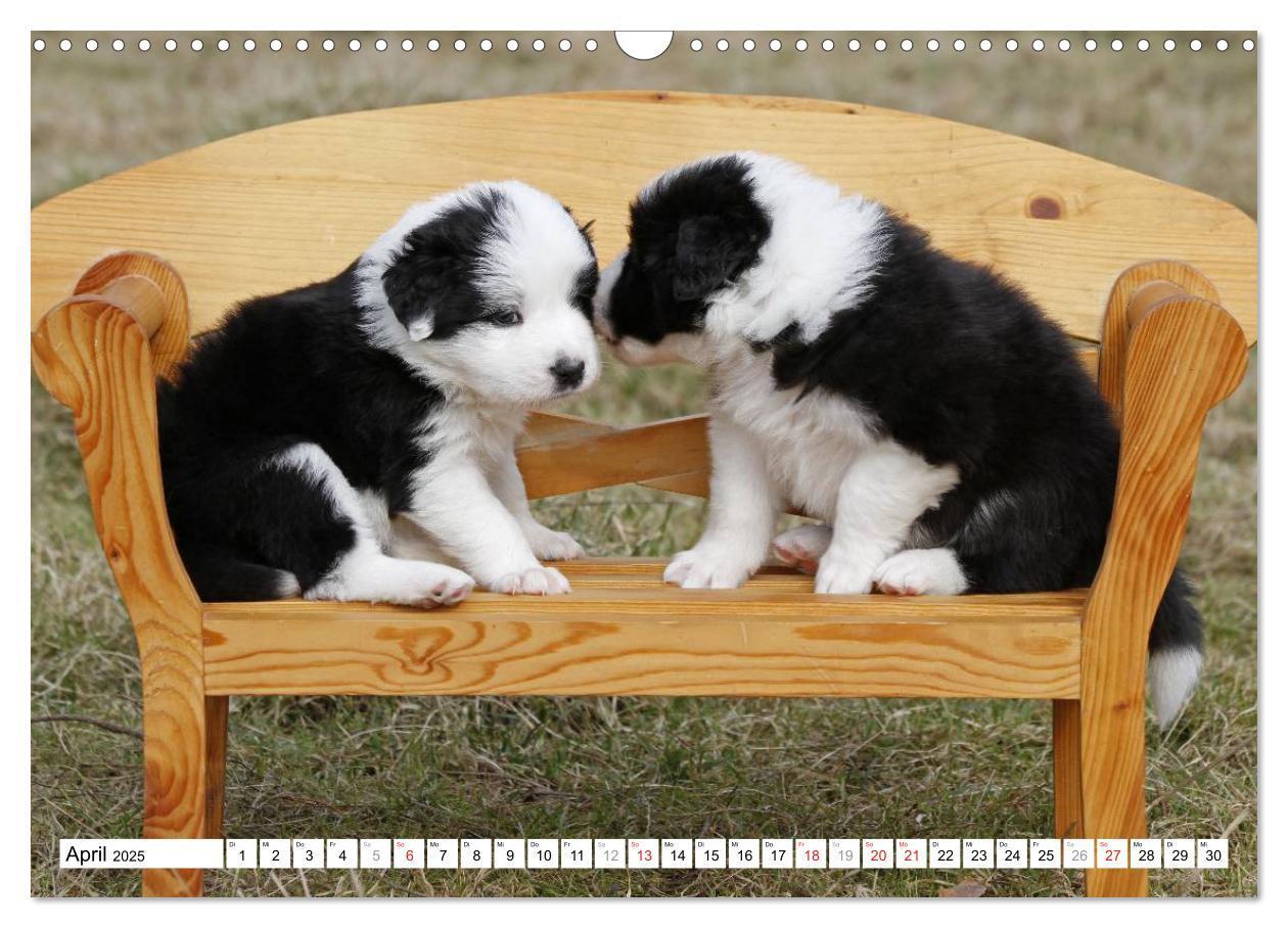 Bild: 9783435833665 | Border Collie Welpen (Wandkalender 2025 DIN A3 quer), CALVENDO...