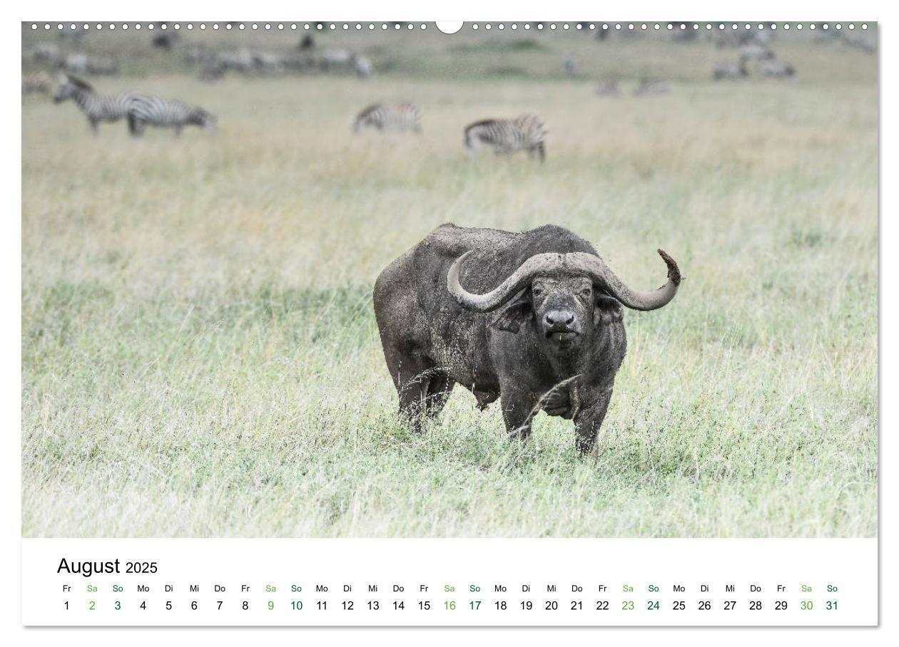 Bild: 9783435238248 | Büffel - wild und schön (Wandkalender 2025 DIN A2 quer), CALVENDO...