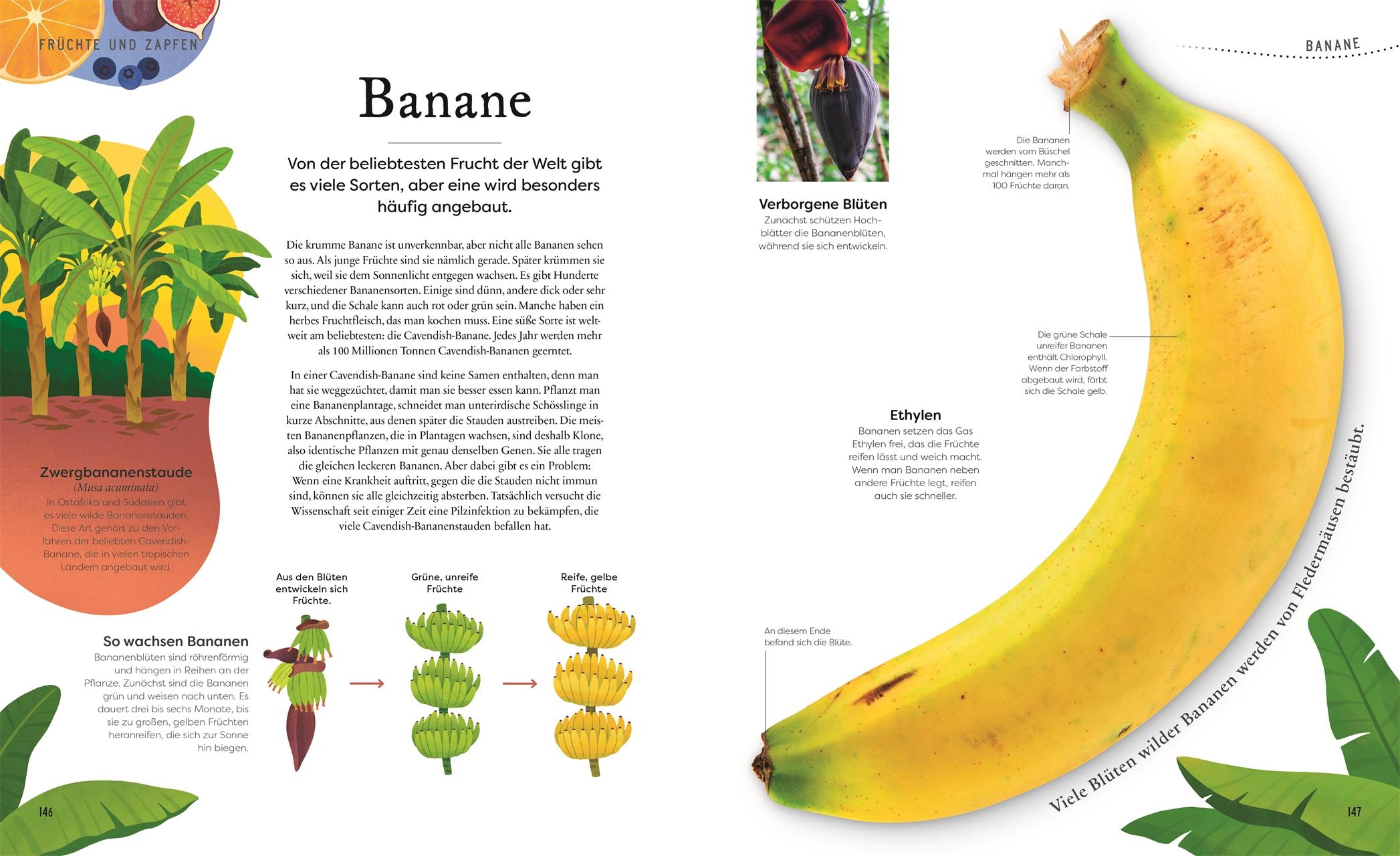 Bild: 9783831046959 | Große und kleine Schätze der Natur. Pflanzen | Ben Hoare | Buch | 2023