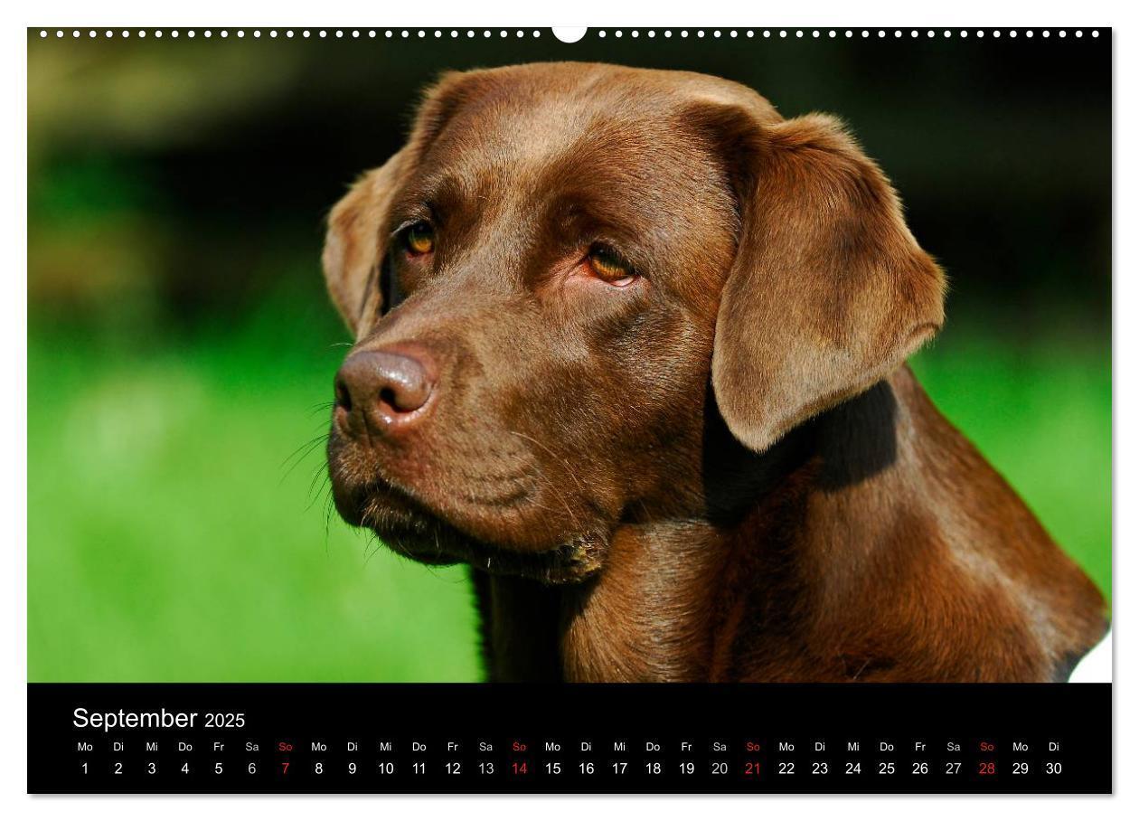 Bild: 9783435760909 | Labrador Retriever 2025 (Wandkalender 2025 DIN A2 quer), CALVENDO...