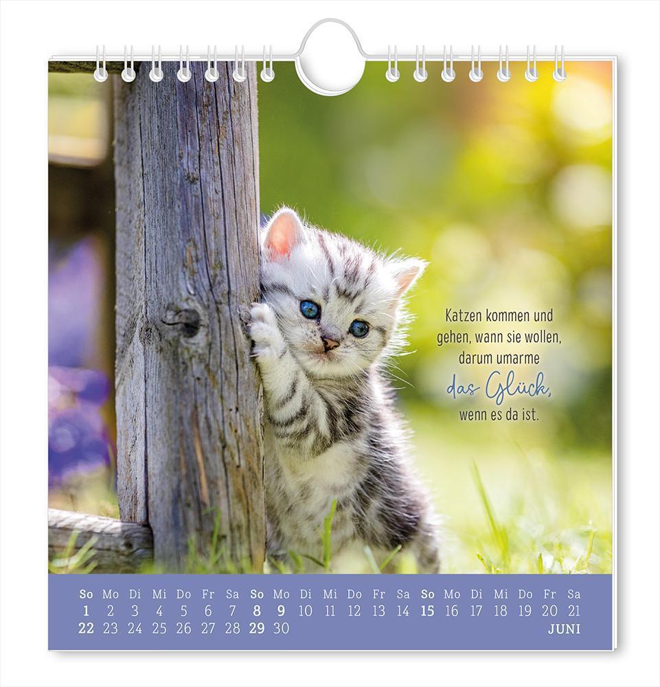 Bild: 9783986361150 | Postkartenkalender 2025 Auf leisen Pfoten | Postkartenkalender | 12 S.