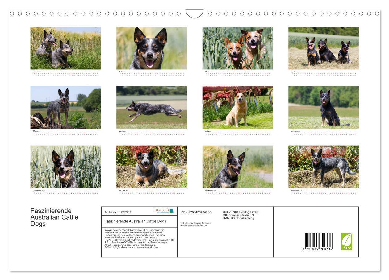 Bild: 9783435704736 | Faszinierende Australian Cattle Dogs (Wandkalender 2025 DIN A3...