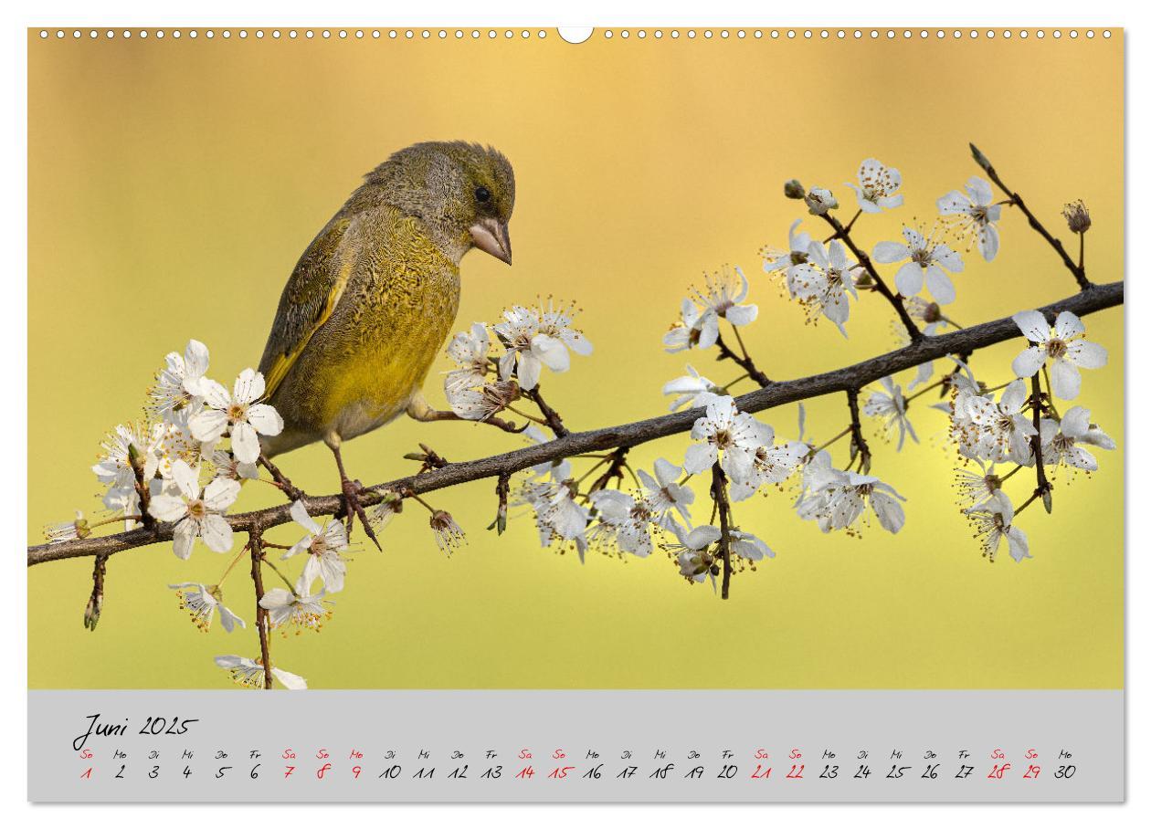 Bild: 9783435059508 | Bunte Vögel am Futterplatz (hochwertiger Premium Wandkalender 2025...