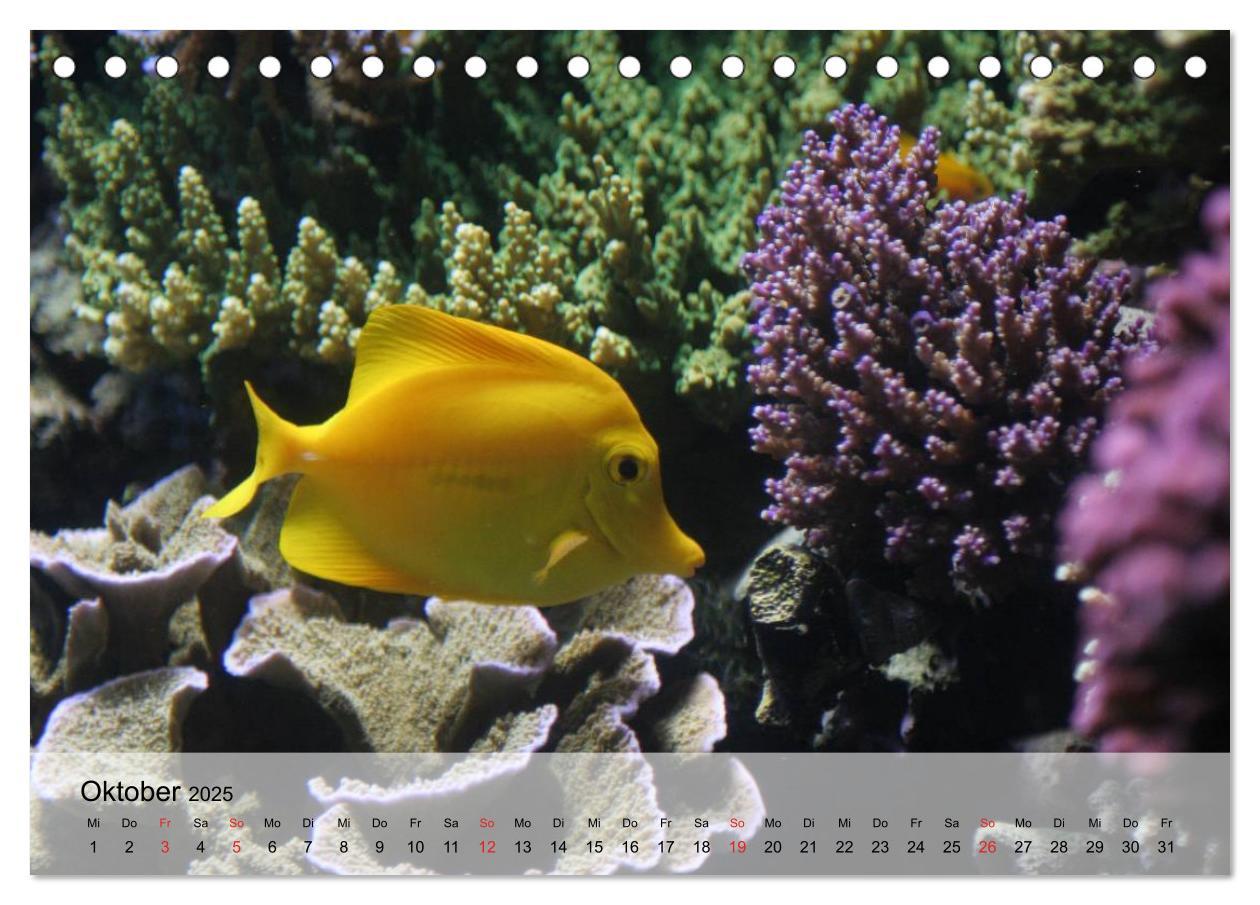 Bild: 9783435589456 | Knallbunte Wasserwelt. Die Welt der Fische (Tischkalender 2025 DIN...