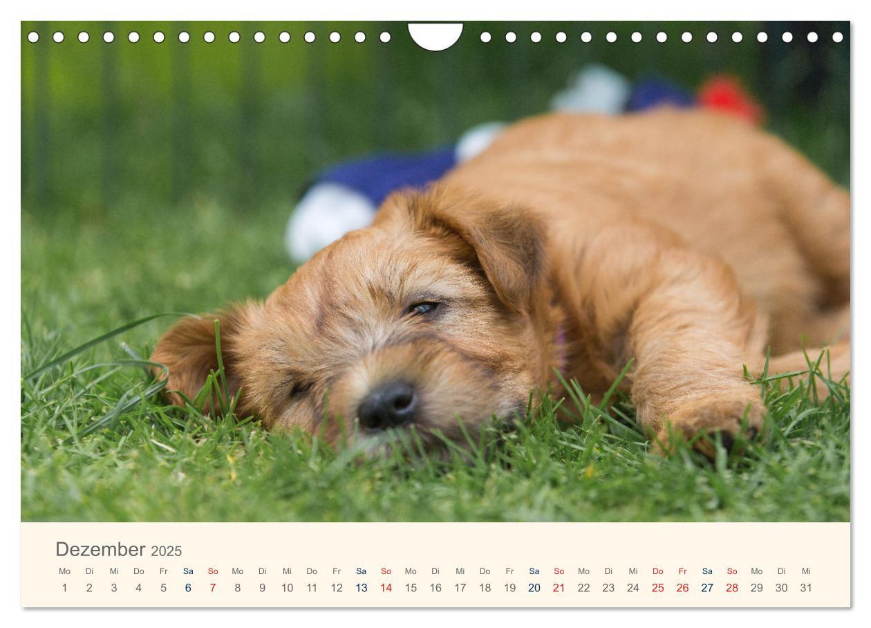 Bild: 9783435047277 | IRISH SOFT COATED WHEATEN TERRIER WELPEN 2025 (Wandkalender 2025...