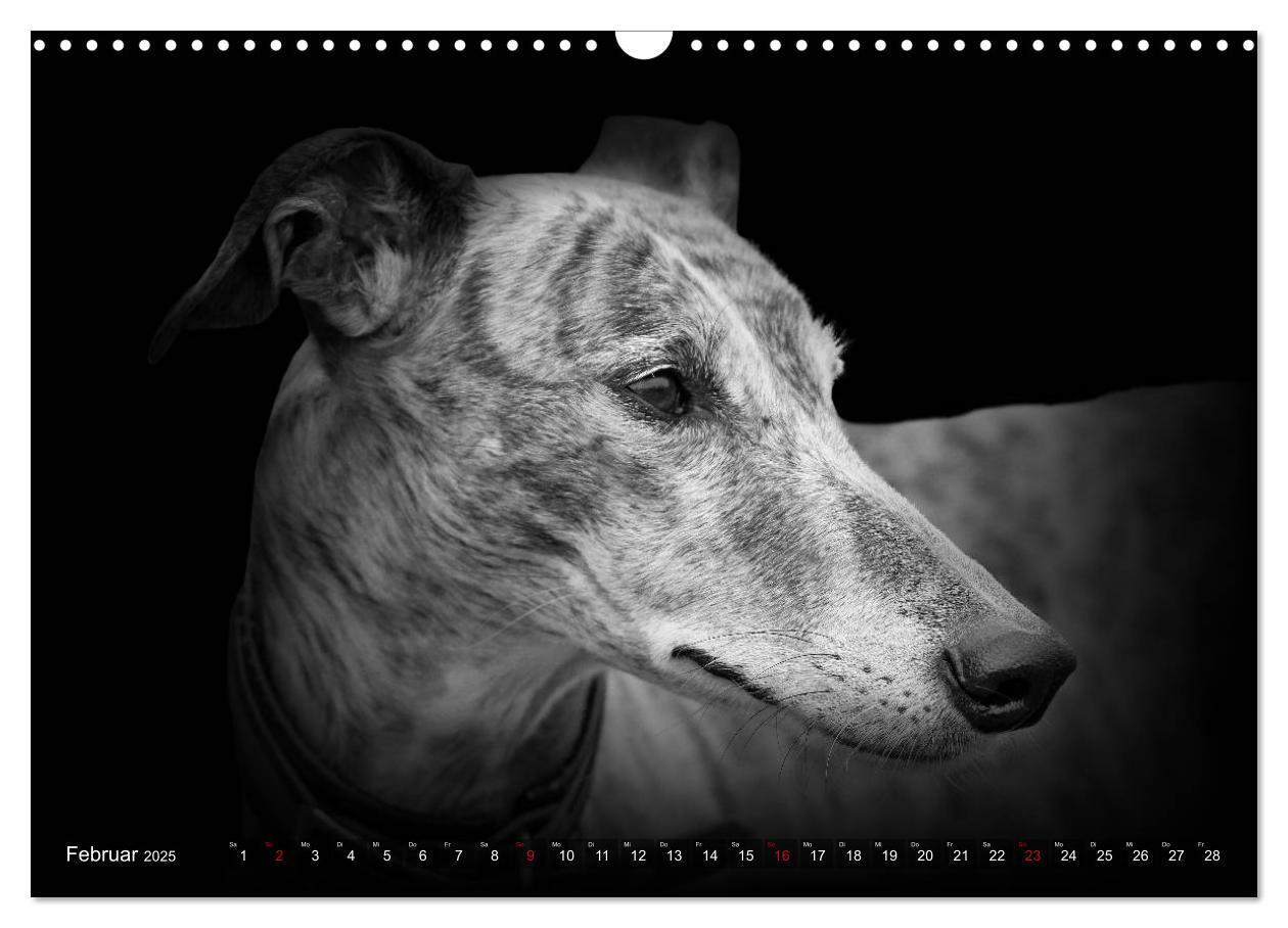 Bild: 9783383824050 | Galgo Español - der spanische Windhund 2025 (Wandkalender 2025 DIN...