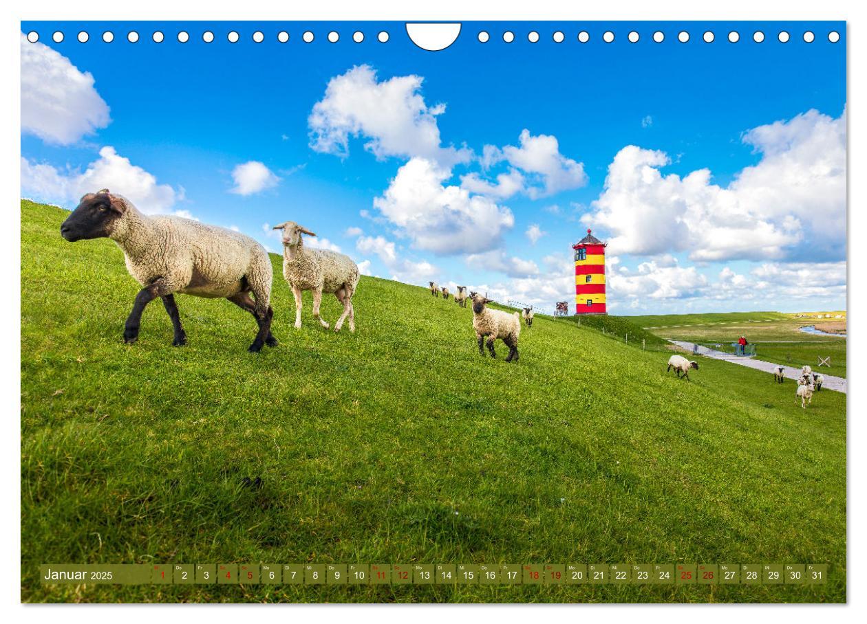 Bild: 9783383966699 | Die Deichschafe. Deichpflege an der Nordsee (Wandkalender 2025 DIN...