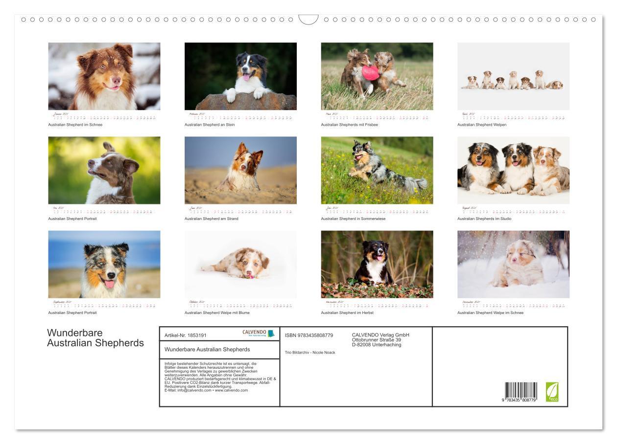 Bild: 9783435808779 | Wunderbare Australian Shepherds (Wandkalender 2025 DIN A2 quer),...