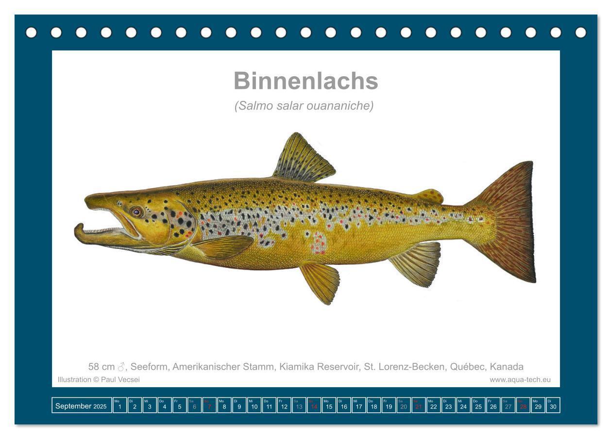 Bild: 9783383772559 | Fisch als Kunst 2025: Atlantische Lachse (Tischkalender 2025 DIN A5...