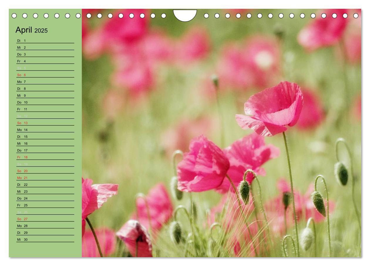 Bild: 9783435842339 | Mohnblumen Träume (Wandkalender 2025 DIN A4 quer), CALVENDO...