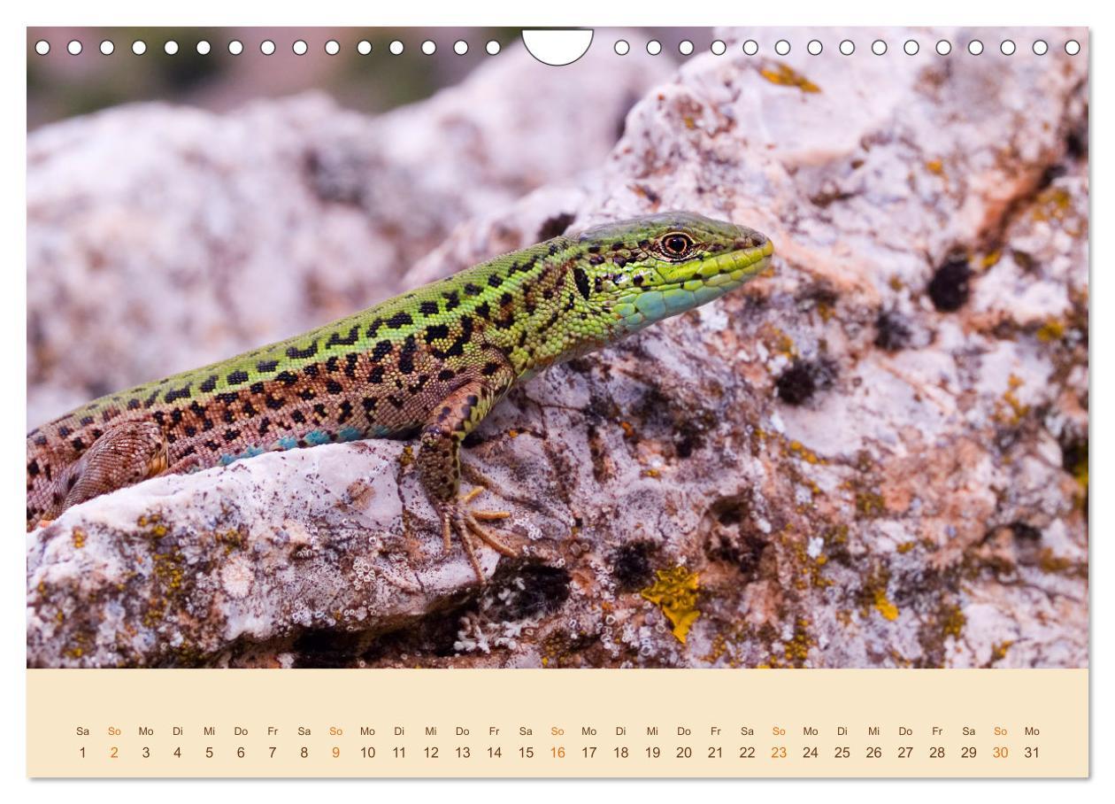 Bild: 9783435099375 | Eidechsen Europas (Wandkalender 2025 DIN A4 quer), CALVENDO...