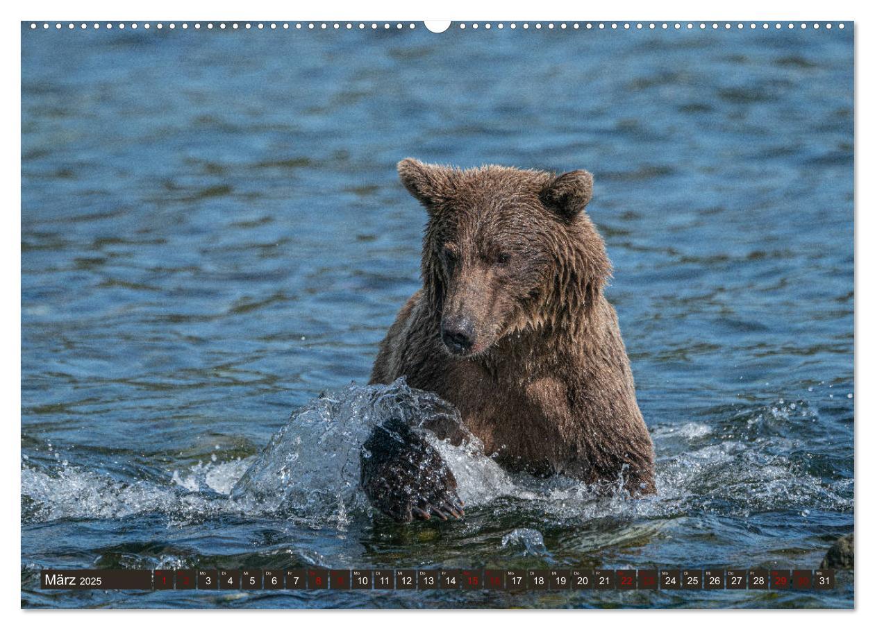 Bild: 9783435187218 | Grizzlybären im Katmai Nationalpark Alaska (Wandkalender 2025 DIN...