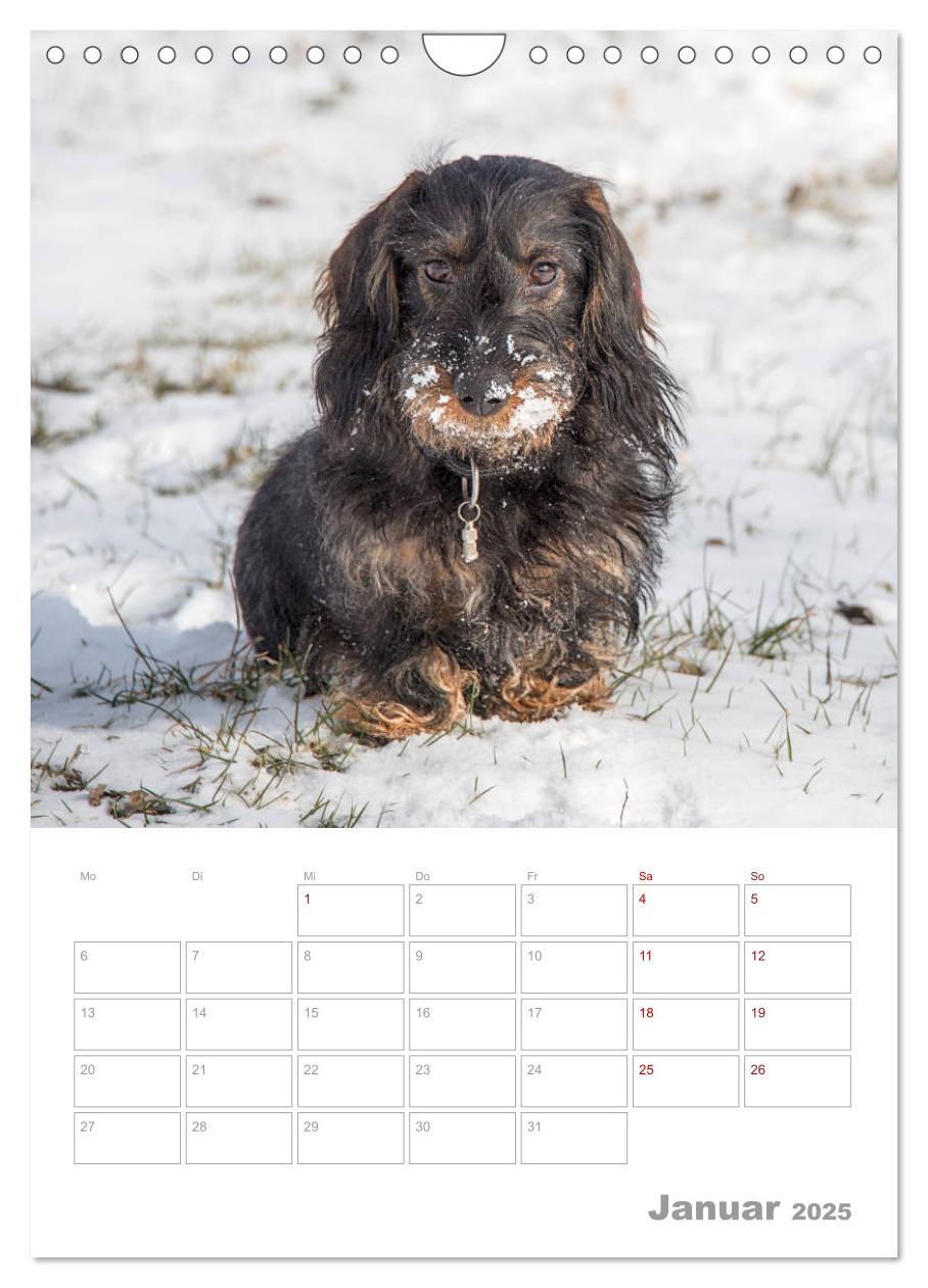 Bild: 9783435974030 | Dackelportraits (Wandkalender 2025 DIN A4 hoch), CALVENDO...