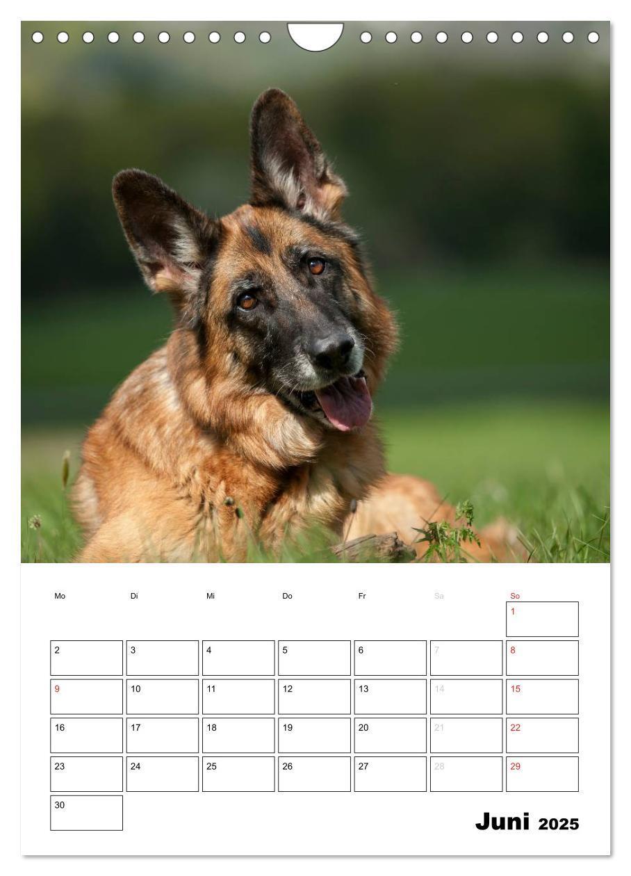 Bild: 9783457026731 | Deutsche Schäferhunde - Seelentröster auf vier Pfoten (Wandkalender...