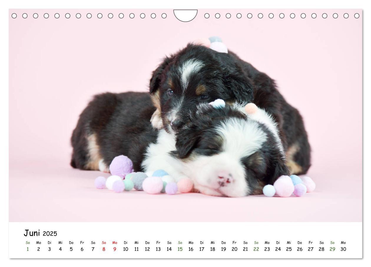 Bild: 9783435324224 | Baby Pfoten (Wandkalender 2025 DIN A4 quer), CALVENDO Monatskalender