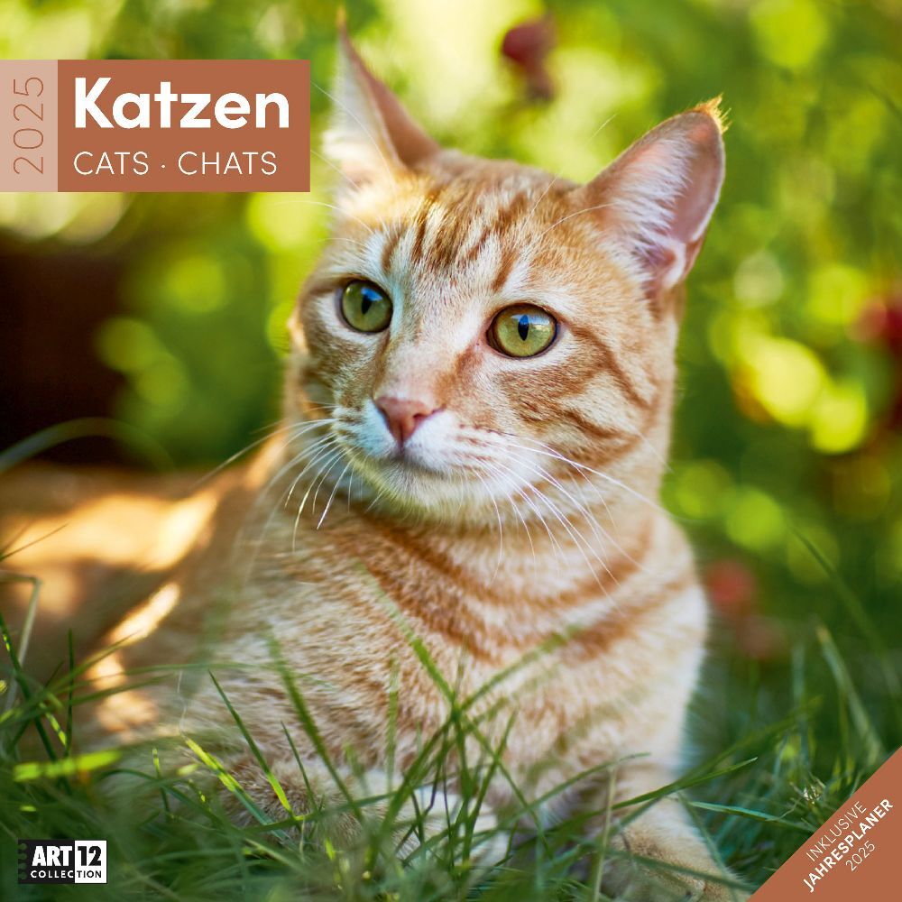 Cover: 9783838445205 | Katzen Kalender 2025 - 30x30 | Ackermann Kunstverlag | Kalender | 2025