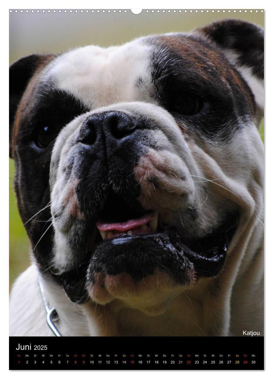 Bild: 9783457070079 | Bulldoggen-Gesichter (Wandkalender 2025 DIN A2 hoch), CALVENDO...