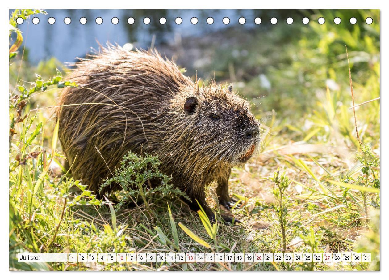 Bild: 9783435312436 | NUTRIA mit Nachwuchs (Tischkalender 2025 DIN A5 quer), CALVENDO...