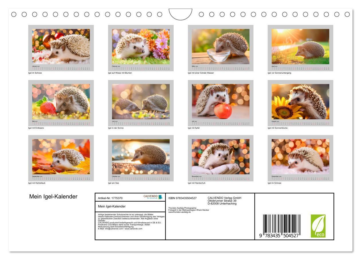 Bild: 9783435504527 | Mein Igel-Kalender (Wandkalender 2025 DIN A4 quer), CALVENDO...