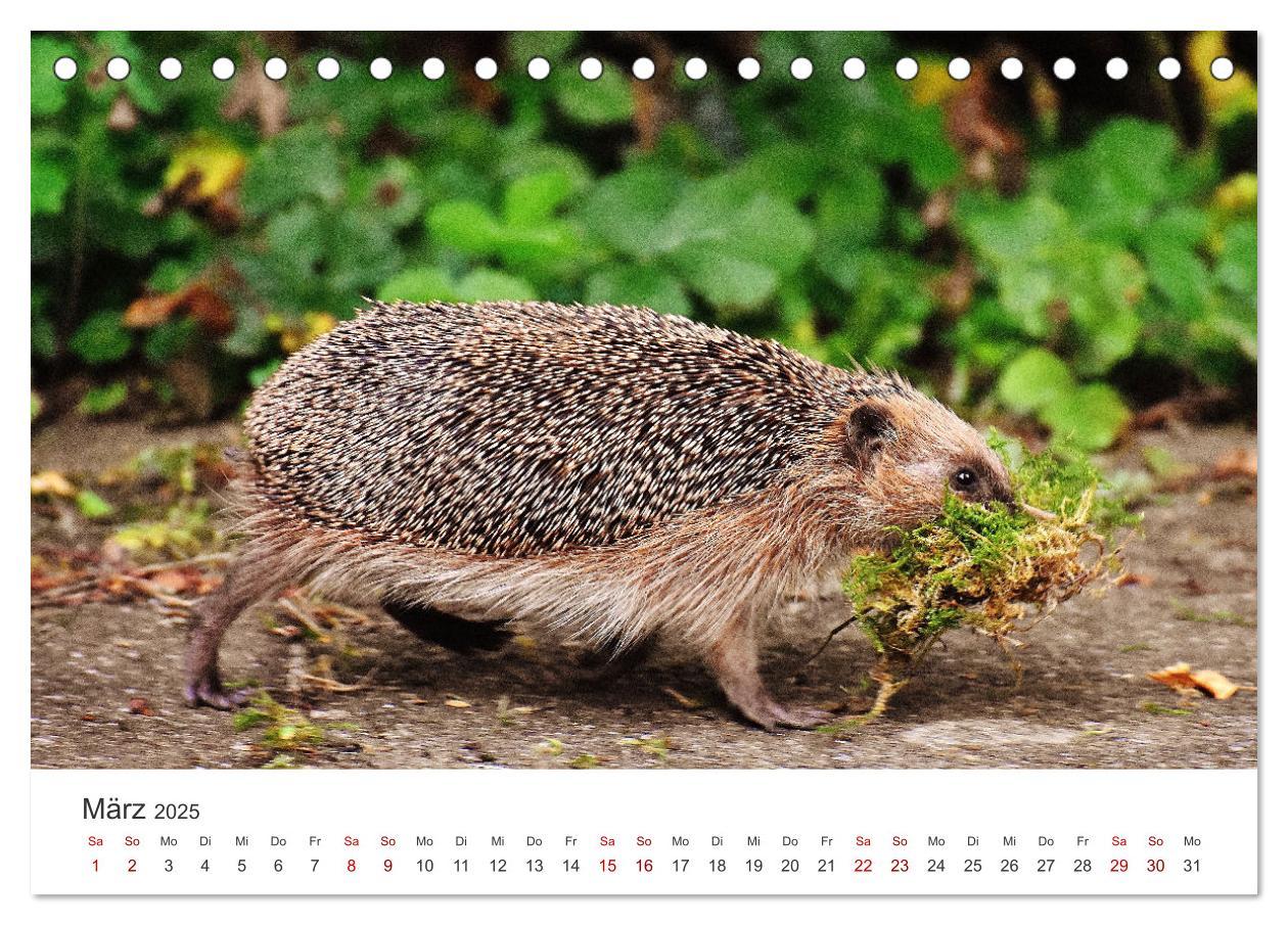 Bild: 9783383940613 | Igel - Niedliche kleine Stachelritter (Tischkalender 2025 DIN A5...