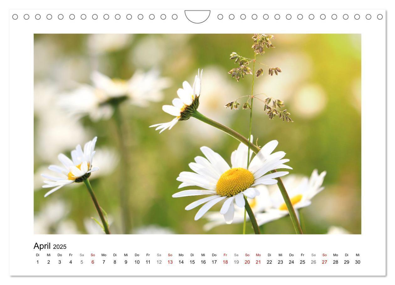 Bild: 9783435078158 | Mein Sehnsuchtsort, die Blumenwiese (Wandkalender 2025 DIN A4...