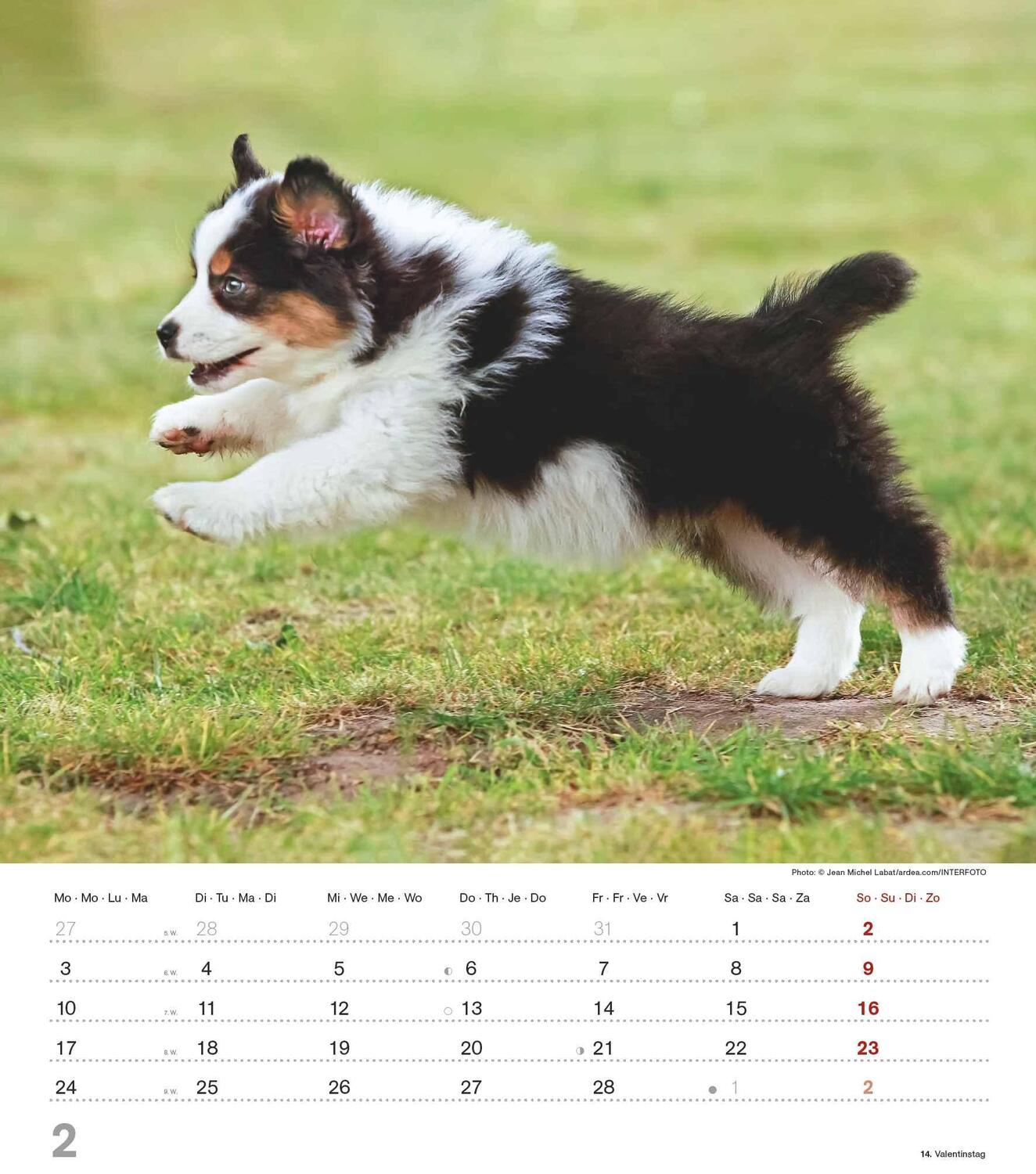 Bild: 4251732344405 | Niedliche Hundekinder 2025 - Wand-Kalender - Tier-Kalender - 30x34