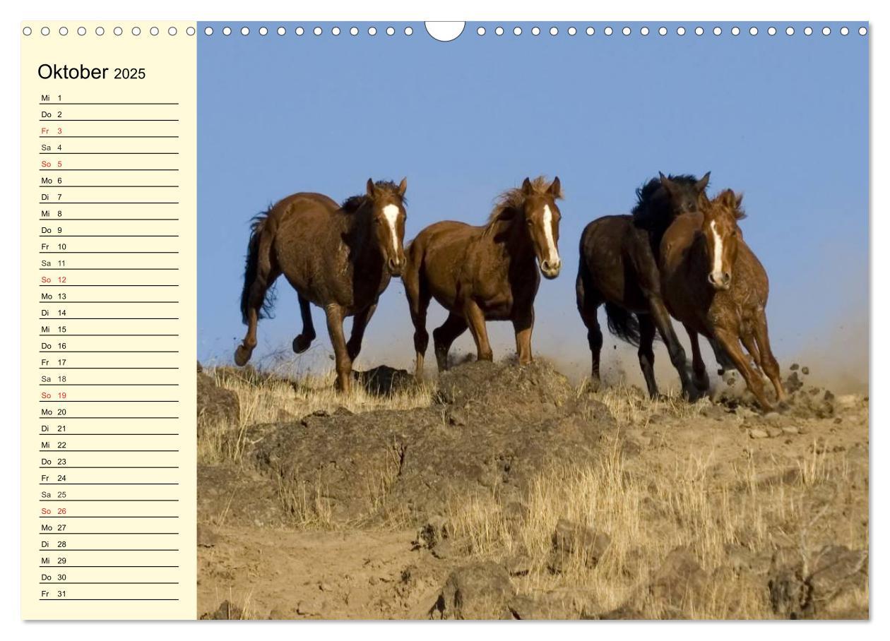 Bild: 9783435529353 | Wilde Pferde. Mustangs in USA (Wandkalender 2025 DIN A3 quer),...