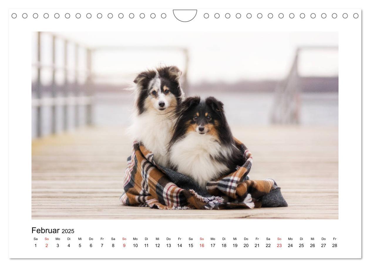 Bild: 9783435308309 | Herzensshelties - Shetland Sheepdogs (Wandkalender 2025 DIN A4...