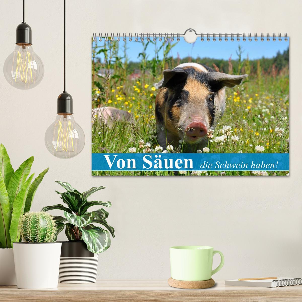 Bild: 9783435602292 | Von Säuen die Schwein haben! (Wandkalender 2025 DIN A4 quer),...