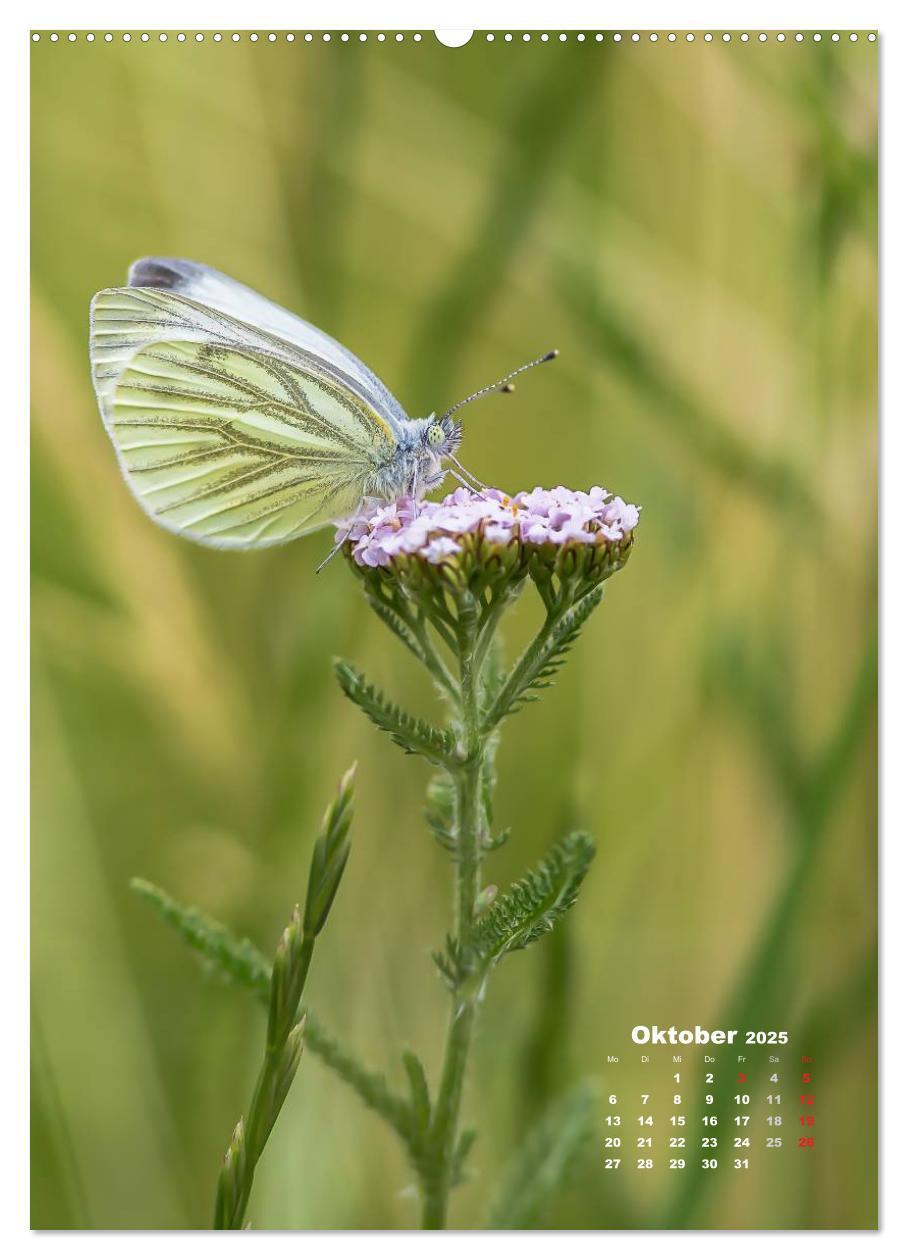 Bild: 9783457036365 | Ein Spaziergang über eine Sommerwiese (hochwertiger Premium...