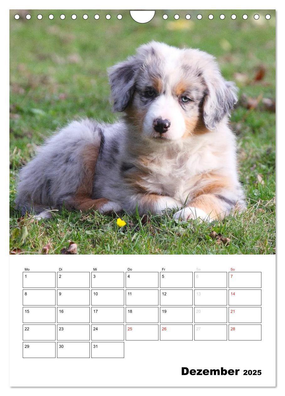 Bild: 9783457080658 | Australian Shepherd (Wandkalender 2025 DIN A4 hoch), CALVENDO...