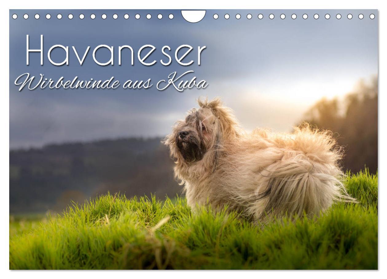 Cover: 9783435347964 | Havaneser - Wirbelwinde aus Kuba (Wandkalender 2025 DIN A4 quer),...