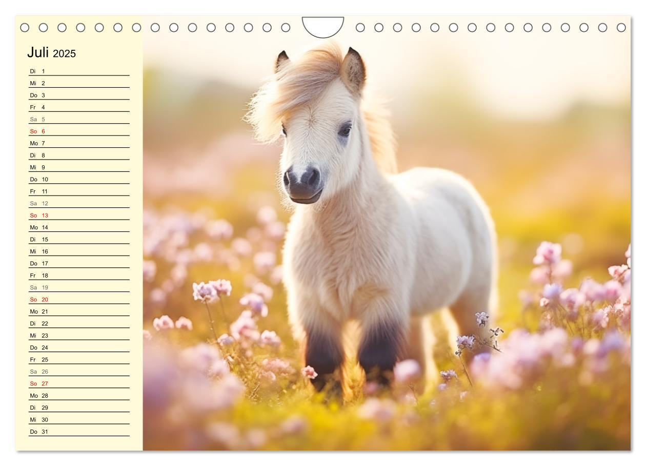 Bild: 9783435011605 | Kleine Pferde. Mini-Ponys zum verlieben (Wandkalender 2025 DIN A4...