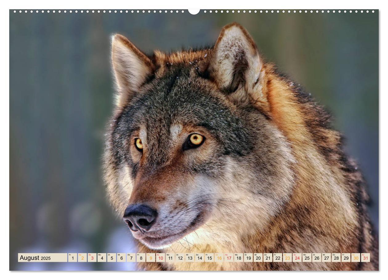 Bild: 9783435334643 | Wolf - Imposanter Jäger (Wandkalender 2025 DIN A2 quer), CALVENDO...