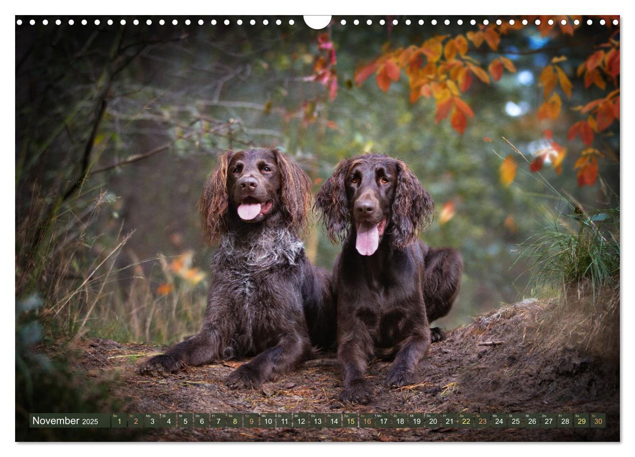 Bild: 9783383838477 | Jagdhund im Portrait - Deutsch Langhaar (Wandkalender 2025 DIN A3...