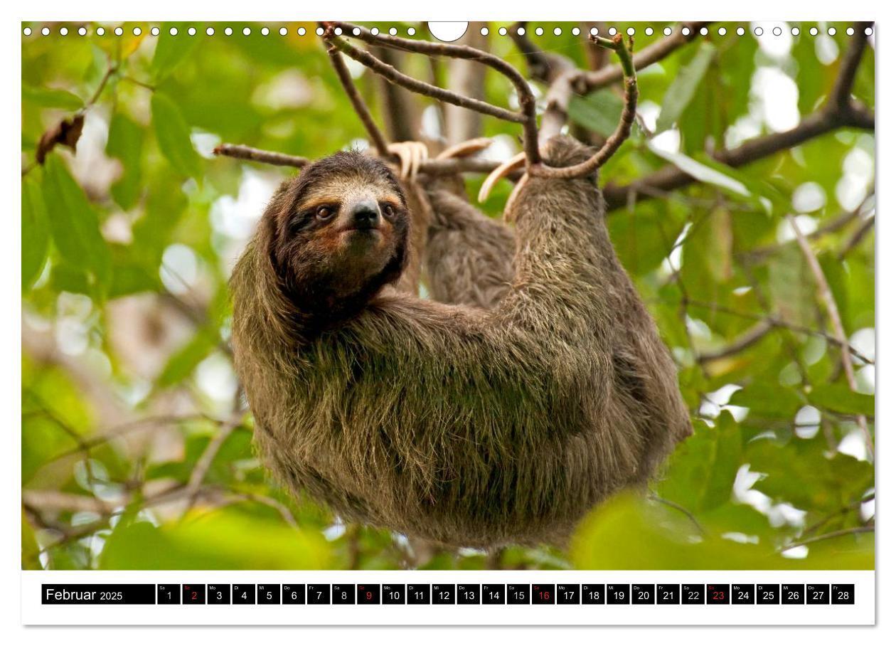 Bild: 9783435830657 | Costa Rica (Wandkalender 2025 DIN A3 quer), CALVENDO Monatskalender