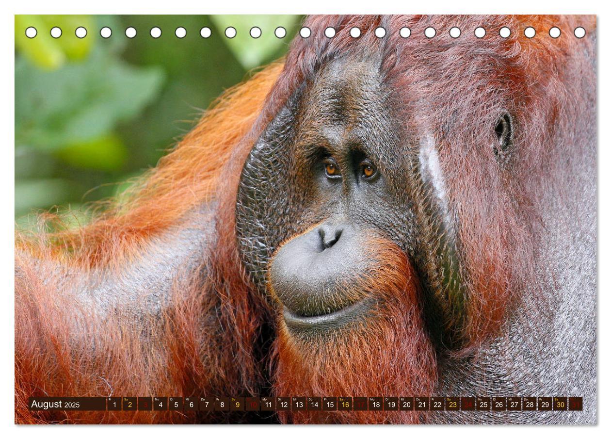 Bild: 9783435355327 | Waldmenschen - Orang Utans auf Borneo (Tischkalender 2025 DIN A5...