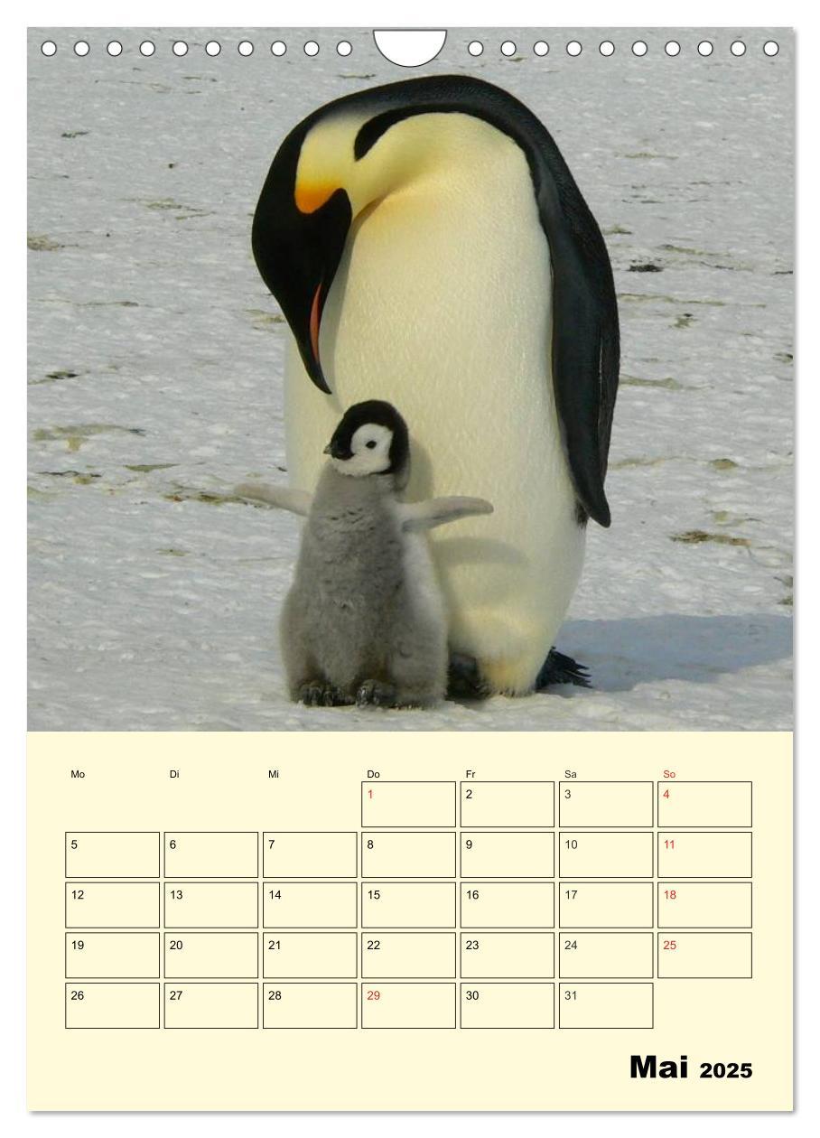 Bild: 9783457018637 | Pinguine. Wackeln im Thermo-Frack (Wandkalender 2025 DIN A4 hoch),...