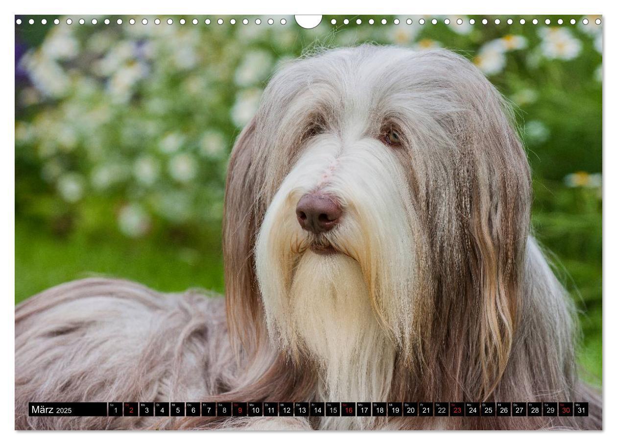 Bild: 9783435573509 | Liebenswerter Clown Bearded Collie (Wandkalender 2025 DIN A3 quer),...