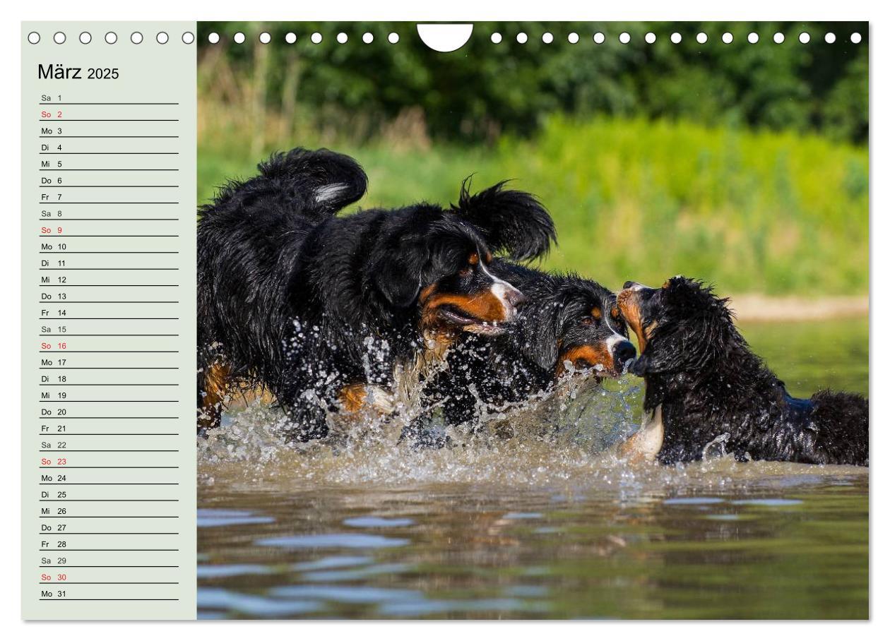 Bild: 9783435545797 | Berner Sennenhunde in Action (Wandkalender 2025 DIN A4 quer),...