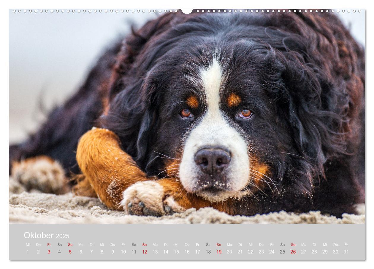 Bild: 9783435659012 | Liebling BERNER SENNENHUND (Wandkalender 2025 DIN A2 quer),...