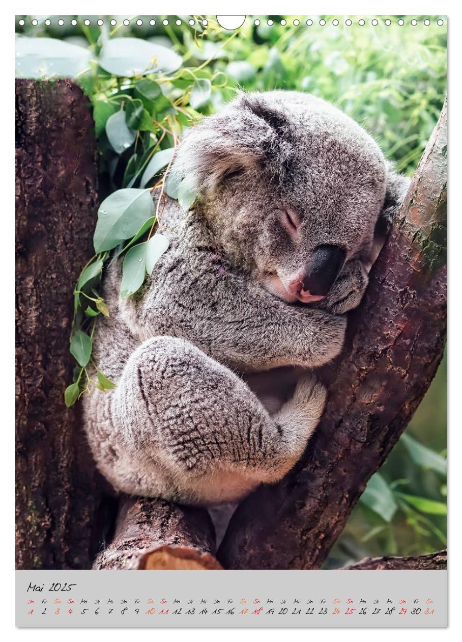 Bild: 9783435950249 | Koala, kleiner Bär (Wandkalender 2025 DIN A3 hoch), CALVENDO...