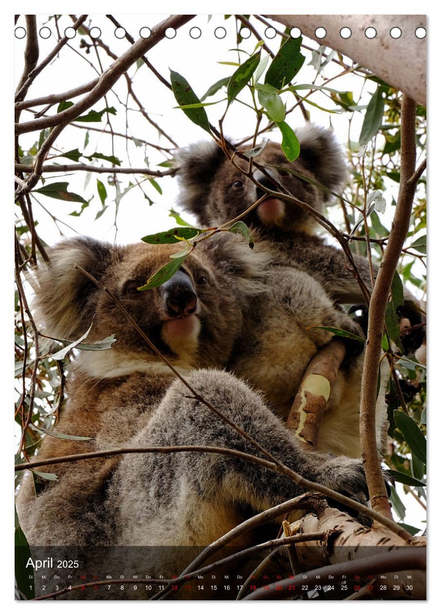 Bild: 9783435910946 | Koalas auf den Pelz gerückt (Tischkalender 2025 DIN A5 hoch),...