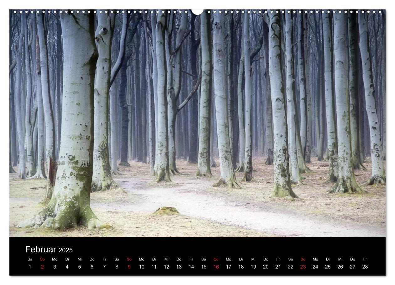 Bild: 9783435792078 | Baumporträts 2025 (Wandkalender 2025 DIN A2 quer), CALVENDO...