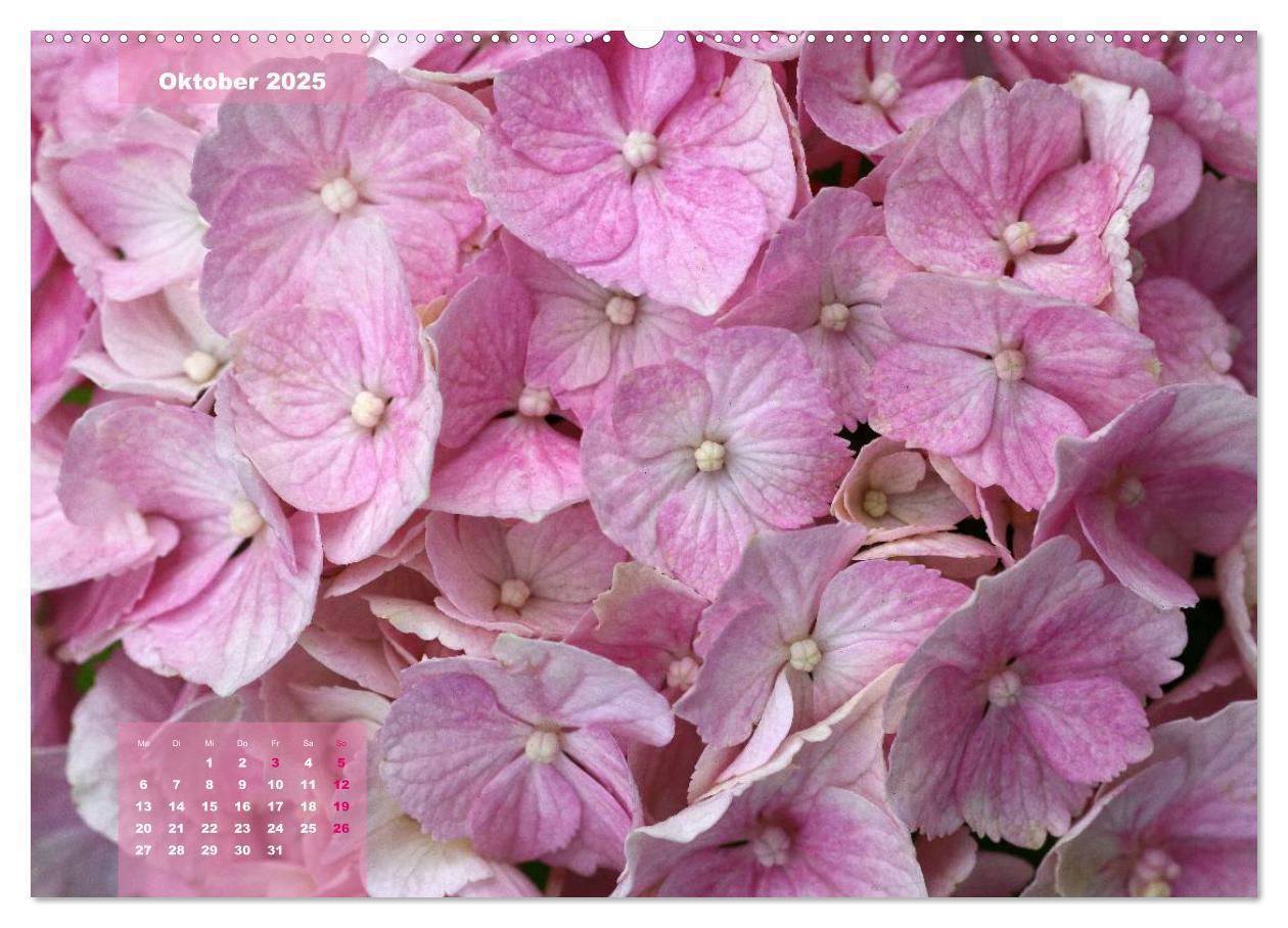 Bild: 9783435650651 | Himmlische Hortensien (Wandkalender 2025 DIN A2 quer), CALVENDO...