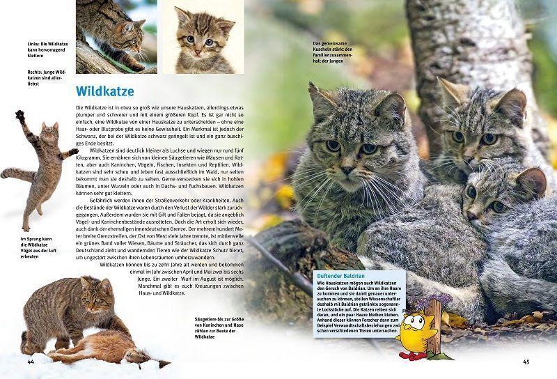 Bild: 9783866594852 | Entdecke heimische Wildtiere | Wiesent, Luchs &amp; Co | Klose (u. a.)