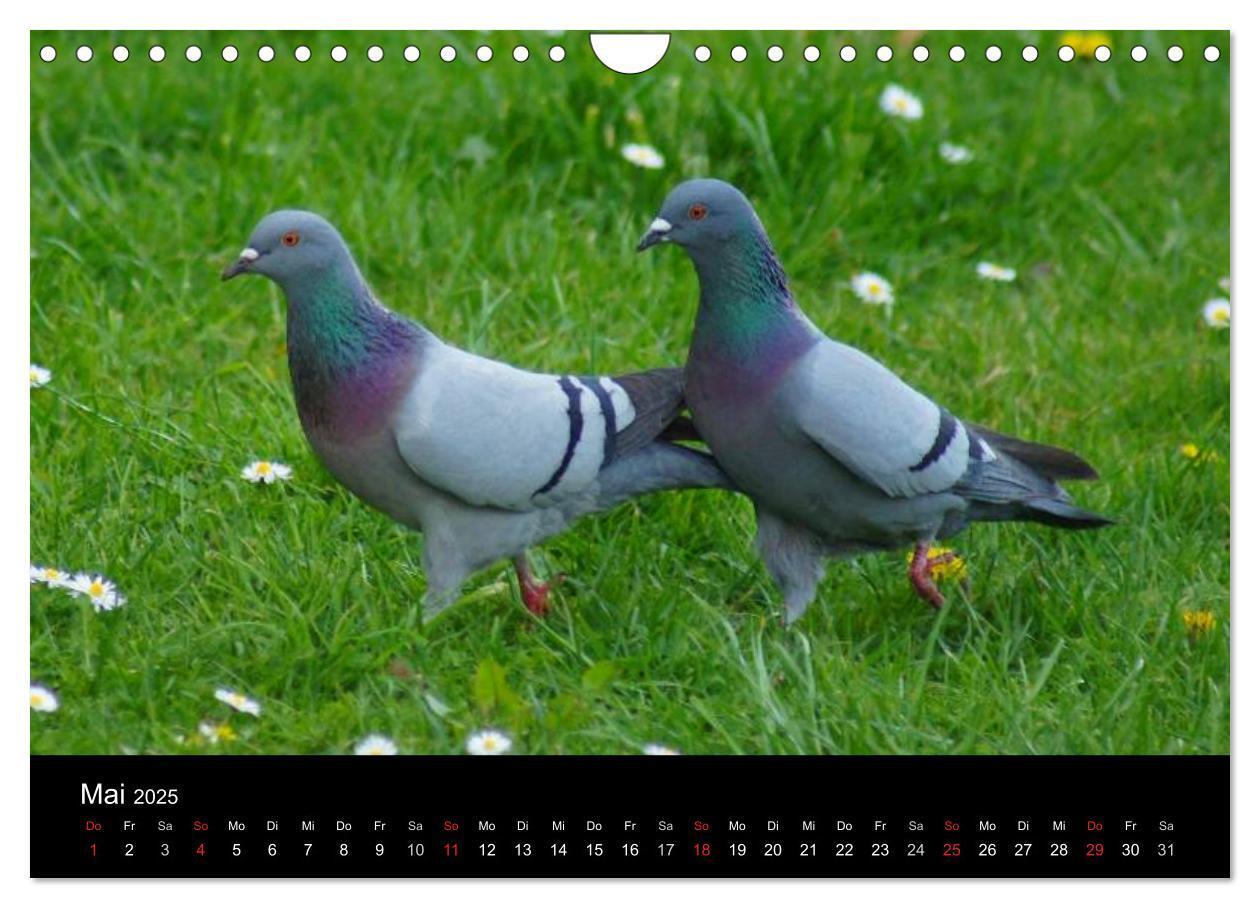 Bild: 9783435816200 | Tauben in der Stadt (Wandkalender 2025 DIN A4 quer), CALVENDO...